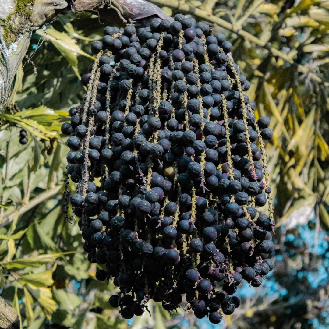 Is Acai really a superfood? – Smoof Acai Singapore